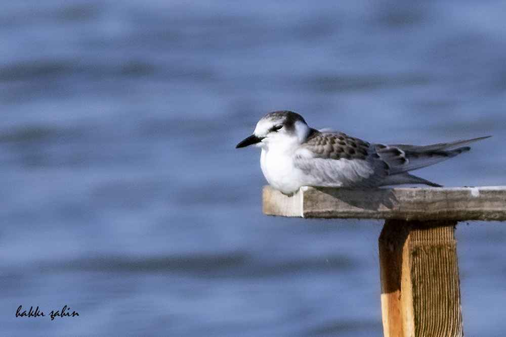Whiskered Tern